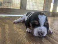 Tricolor male 2, a male Basset Hound for sale in Screven, GA – 3 of 3