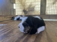 Tricolor male 1, a male Basset Hound for sale in Screven, GA – 2 of 3