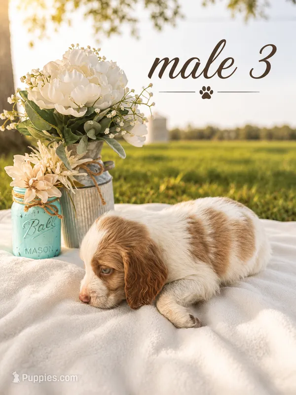 Male 3 – French Brittany puppy for sale in Screven, GA