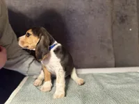 Blue Boy, a male Beagle for sale in Zumbrota, MN – Photo 3 of 4