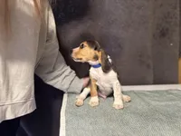 Blue Boy, a male Beagle for sale in Zumbrota, MN – Photo 4 of 4