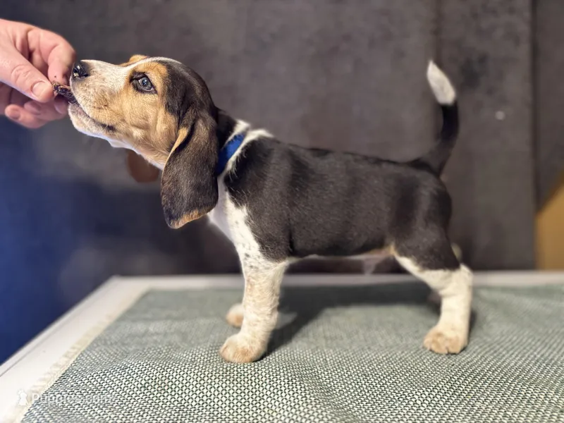 Blue Boy, a male Beagle for sale in Zumbrota, MN – Photo 1 of 4