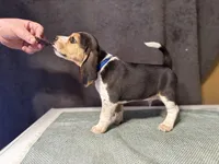 Blue Boy, a male Beagle for sale in Zumbrota, MN – Photo 2 of 4