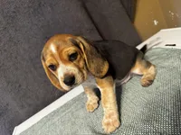 Red boy, a male Beagle for sale in Zumbrota, MN – Photo 3 of 3