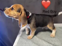 Red boy, a male Beagle for sale in Zumbrota, MN – Photo 1 of 3