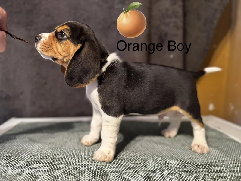 Orange boy