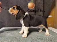 Orange boy, a male Beagle for sale in Zumbrota, MN – Photo 1 of 2