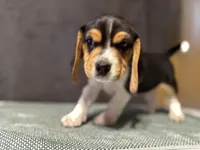 Orange boy, a male Beagle for sale in Zumbrota, MN – Photo 2 of 2