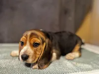 Green boy, a male Beagle for sale in Zumbrota, MN – Photo 2 of 3
