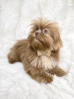 Barron, a male Shih Tzu for sale in Riverside, CA – 4 of 4