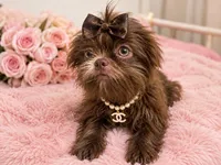 Amethysta , a female Shih Tzu for sale in Riverside, CA – 2 of 3
