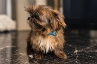 Sovereign , a male Shih Tzu for sale in Riverside, CA – 2 of 3