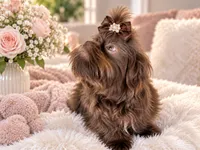 Aurelia , a female Shih Tzu for sale in Riverside, CA – 2 of 2