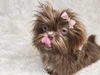 Solene, a female Shih Tzu for sale in Riverside, CA – 3 of 3