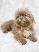 Barron, a male Shih Tzu for sale in Riverside, CA – 3 of 4