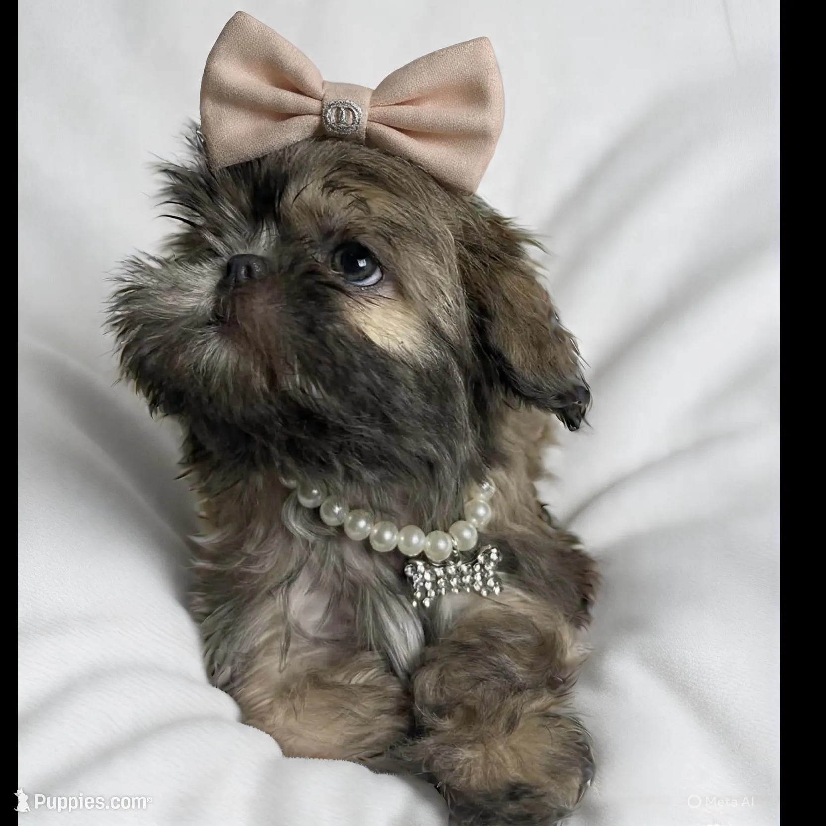 Astoria, a female Shih Tzu for sale in Riverside, CA – Photo 3 of 4