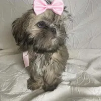 Astoria, a female Shih Tzu for sale in Riverside, CA – Photo 2 of 4