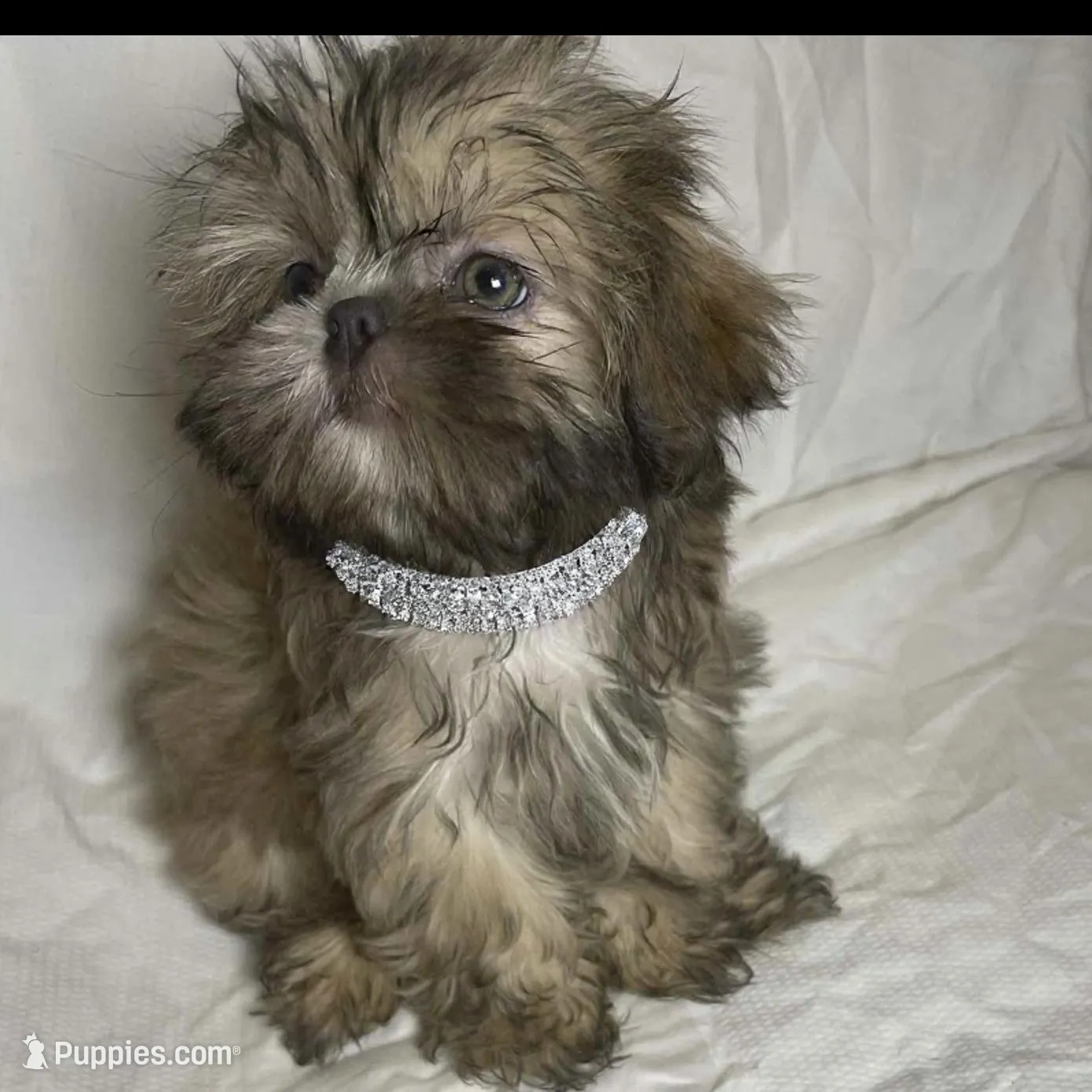 Astoria, a female Shih Tzu for sale in Riverside, CA – Photo 4 of 4