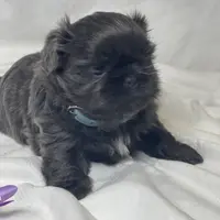 Denim, a male Shih Tzu for sale in Riverside, CA – Photo 6 of 6