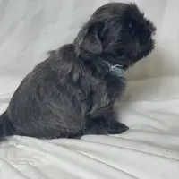 Denim, a male Shih Tzu for sale in Riverside, CA – Photo 4 of 6