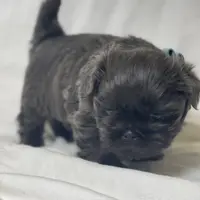 Denim, a male Shih Tzu for sale in Riverside, CA – Photo 3 of 6