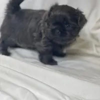 Denim, a male Shih Tzu for sale in Riverside, CA – Photo 2 of 6