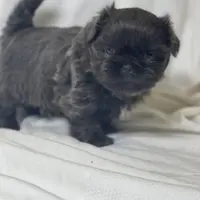 Denim, a male Shih Tzu for sale in Riverside, CA – Photo 1 of 6