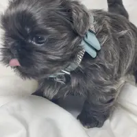 Denim, a male Shih Tzu for sale in Riverside, CA – Photo 5 of 6