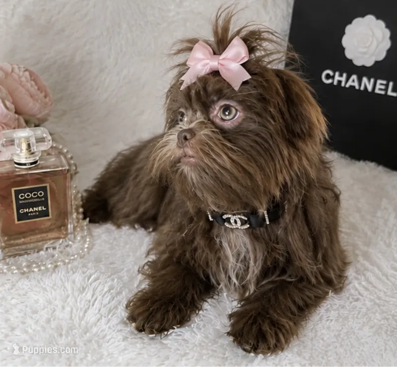 Aurelia  – Shih Tzu puppy for sale in Riverside, CA