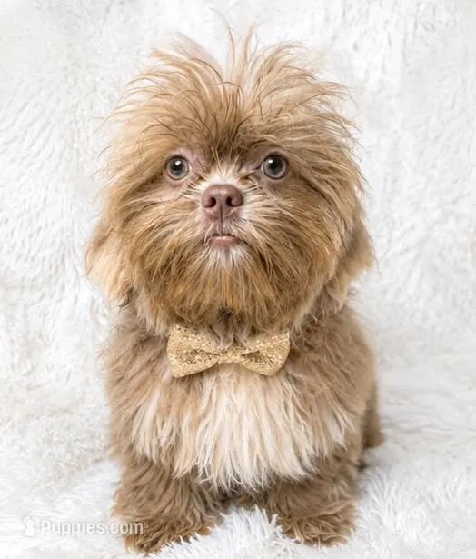 Barron – Shih Tzu puppy for sale in Riverside, CA