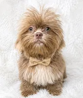 Barron, a male Shih Tzu for sale in Riverside, CA – 1 of 4