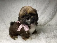 AKC CHAMPION Gemma🏆, a female Shih Tzu for sale in Riverside, CA – Photo 3 of 10