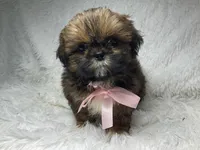 AKC CHAMPION Gemma🏆, a female Shih Tzu for sale in Riverside, CA – Photo 4 of 10