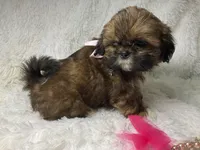 AKC CHAMPION Gemma🏆, a female Shih Tzu for sale in Riverside, CA – Photo 7 of 10