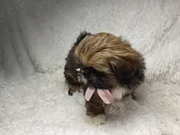 AKC CHAMPION Gemma🏆, a female Shih Tzu for sale in Riverside, CA – Photo 6 of 10