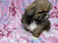 AKC CHAMPION Gemma🏆, a female Shih Tzu for sale in Riverside, CA – Photo 2 of 10