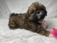 AKC CHAMPION Gemma🏆, a female Shih Tzu for sale in Riverside, CA – Photo 5 of 10