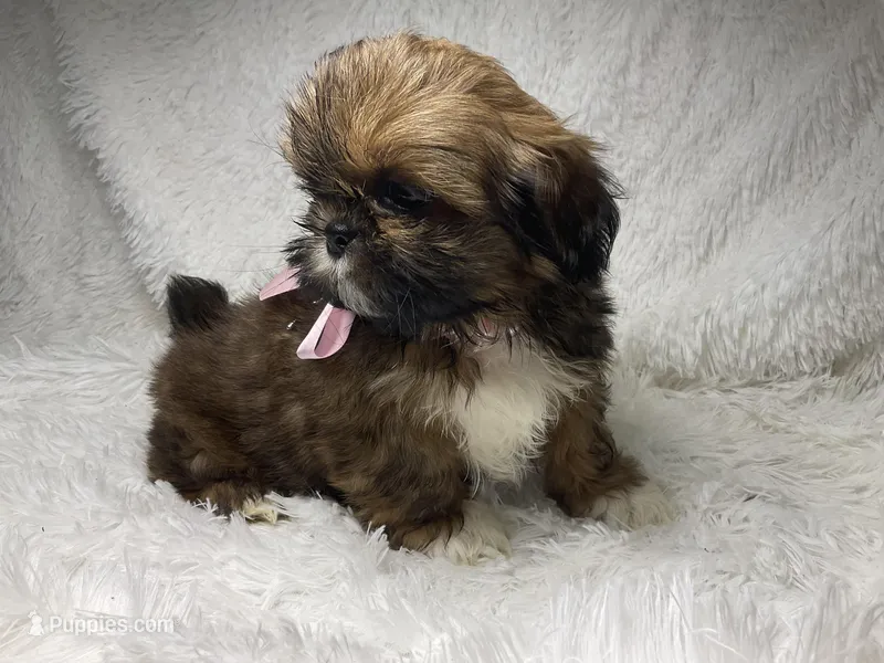 AKC CHAMPION Gemma🏆, a female Shih Tzu for sale in Riverside, CA – Photo 1 of 10