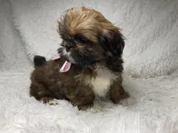 AKC CHAMPION Gemma🏆, a female Shih Tzu for sale in Riverside, CA – Photo 1 of 10