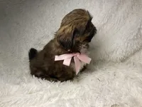 AKC CHAMPION Gemma🏆, a female Shih Tzu for sale in Riverside, CA – Photo 9 of 10