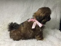 AKC CHAMPION Gemma🏆, a female Shih Tzu for sale in Riverside, CA – Photo 8 of 10