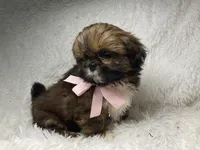 AKC CHAMPION Gemma🏆, a female Shih Tzu for sale in Riverside, CA – Photo 10 of 10