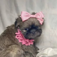 Azura, a female Shih Tzu for sale in Riverside, CA – Photo 8 of 8