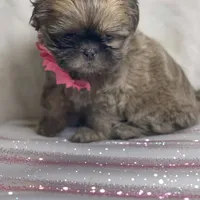 Azura, a female Shih Tzu for sale in Riverside, CA – Photo 1 of 8