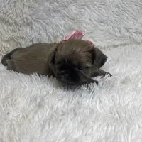 Azura, a female Shih Tzu for sale in Riverside, CA – Photo 7 of 8