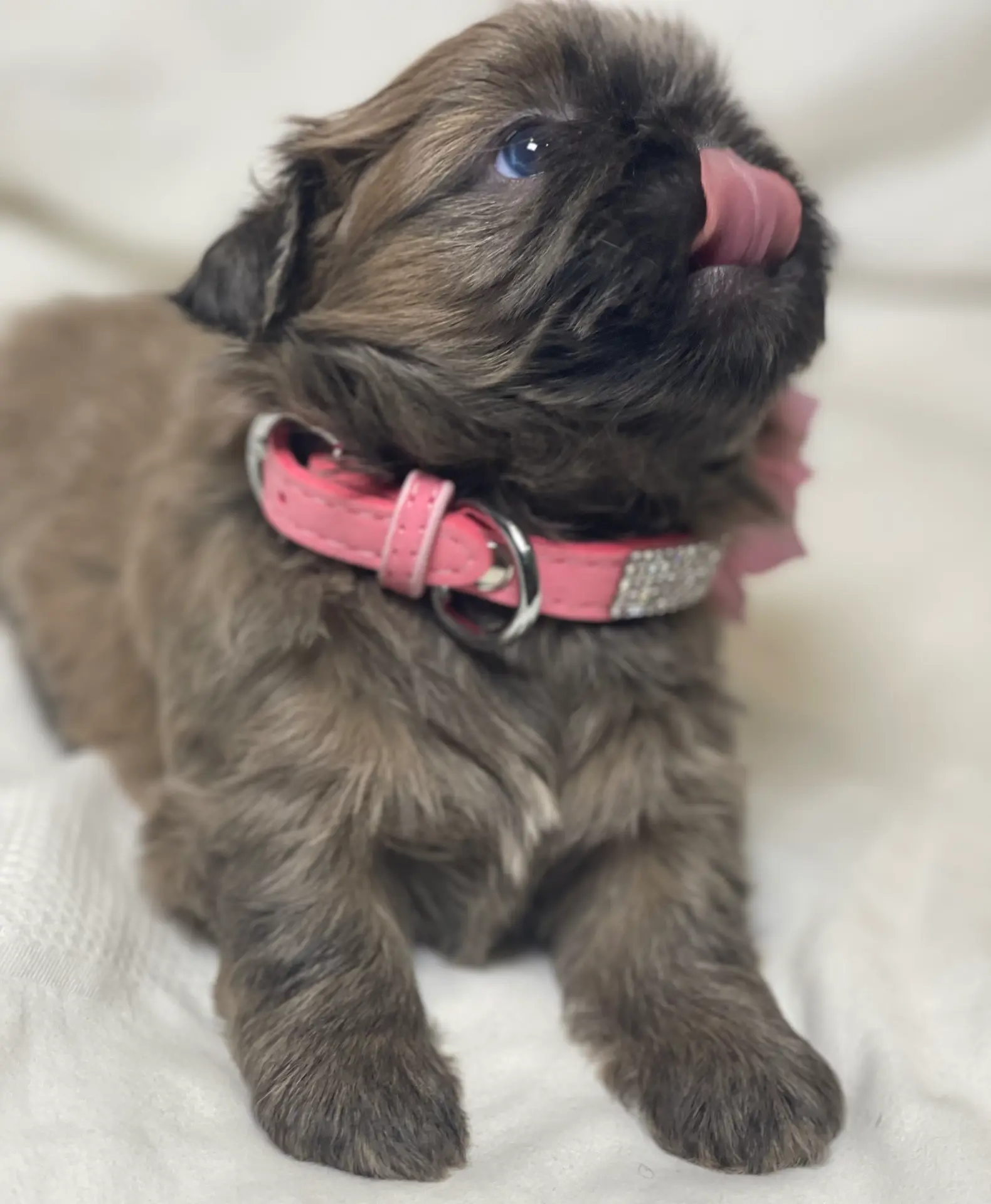 Azura, a female Shih Tzu for sale in Riverside, CA – Photo 3 of 8