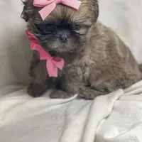 Azura, a female Shih Tzu for sale in Riverside, CA – Photo 2 of 8