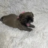 Azura, a female Shih Tzu for sale in Riverside, CA – Photo 5 of 8