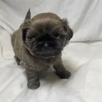 Azura, a female Shih Tzu for sale in Riverside, CA – Photo 4 of 8