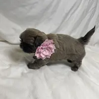 Azura, a female Shih Tzu for sale in Riverside, CA – Photo 6 of 8